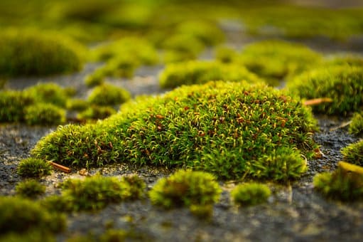 moss 6773963 340